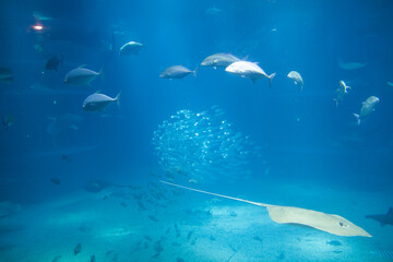 fish in the sea
