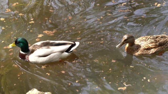 Charming Ducks Flirting In A Historial Park Downtown Lisbon - Tapada das Necessidades.