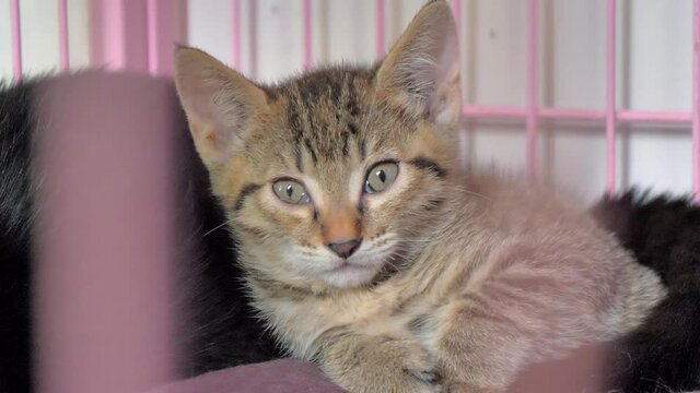 Lonely stray kitten in the cage in a pet shelter, suffering hungry miserable life, homelessness. Shelter for animals concept