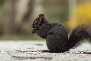 close up of one cute grey squirrel sitting on the walkway in the park enjoying the nut holding on its hands