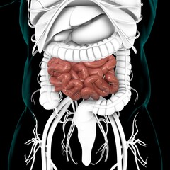 Small Intestine 3D Illustration Human Digestive System Anatomy
