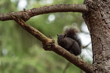 one cute grey squirrel sitting on the cross section of the tree branch in the park staring down at you