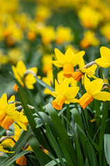 beautiful yellow daffodil flowers blooming in the flower field in the park