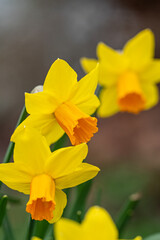 close up of few beautiful yellow daffodil flowers blooming in the flower field in the park