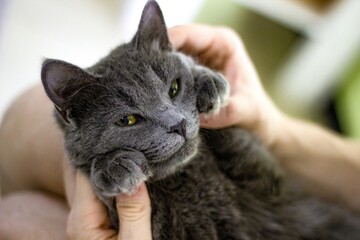 cat in hands