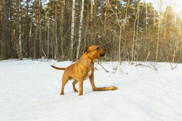 Golden staffordshire terrier playing with stick on winter walk