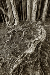 Closeup view of root of banyan tree in forest