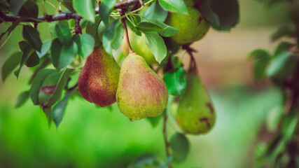 Poires dans un poirier