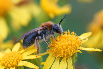 Closeup shot of a red-bellied miner bee on a yellow flower