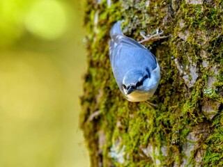 苔むした木で餌を探すゴジュウカラ
