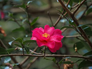 ひっそりと咲く満開のサザンカ