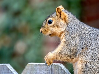 Naklejka na ściany i meble A squirrel, rodent, mammal perched sitting on a fence, or gripping the fence, eating seeds and nuts, in nature.