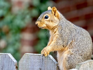Naklejka na ściany i meble A squirrel, rodent, mammal perched sitting on a fence, or gripping the fence, eating seeds and nuts, in nature.
