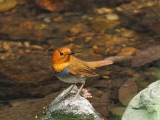 お立ち台で見返りポーズをするコマドリ成鳥 オス