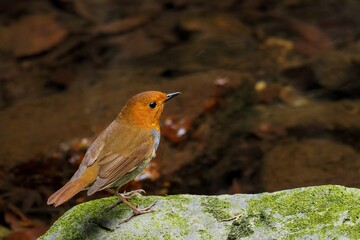 苔むした岩の上でくつろぐコマドリ成鳥 オス