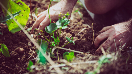 PLanting a strawberry plant in New Zealand