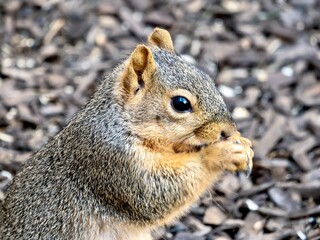 A squirrel, rodent, mammal perched sitting on a fence, or gripping the fence, eating seeds and nuts, in nature.