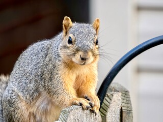 A squirrel, rodent, mammal perched sitting on a fence, or gripping the fence, eating seeds and nuts, in nature.