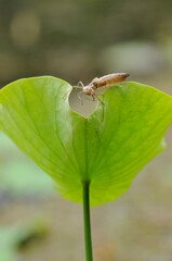 ハスの葉とやご