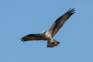 Osprey in flight against a blue sky