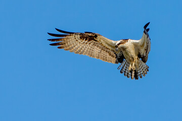 Osprey in flight against a blue sky