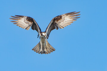 Osprey in flight against a blue sky