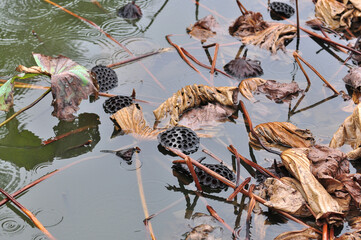 枯れたハス