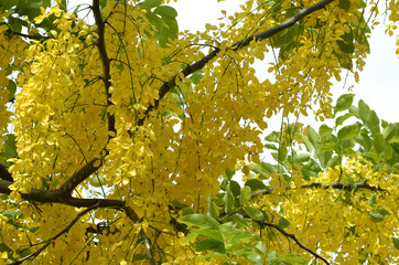 木に咲いている黄色い花