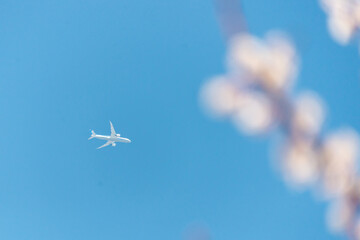 桜越しのジェット機