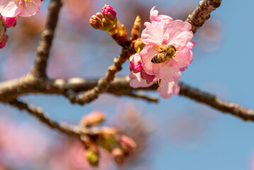 桜に誘われたミツバチ - obrazy, fototapety, plakaty