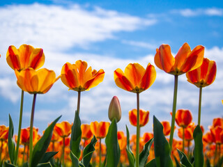 爽やかな景色のチューリップ