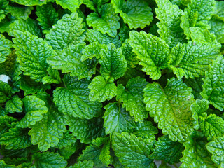 greens, freshness of mint