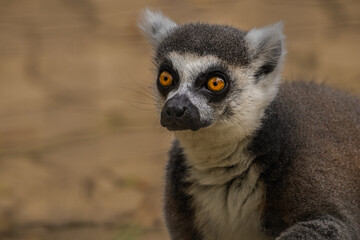 2021-04-04 CLOSE UP OF AN ADULT LEMUR