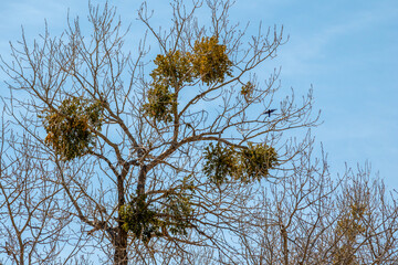 Bare tree branches and a little bird, flying against blue sky. Rio Grande Nature Center State Park, Albuquerque, New Mexico