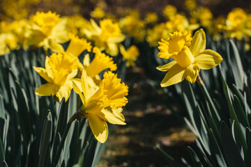 Fototapeta premium Spring flowers in bloom 