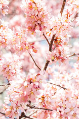 Obraz premium Spring flowers in bloom 