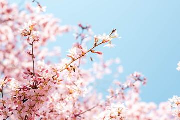 Spring flowers in bloom 