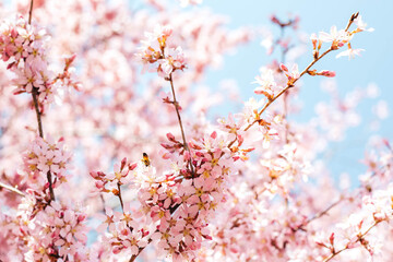 Spring flowers in bloom 