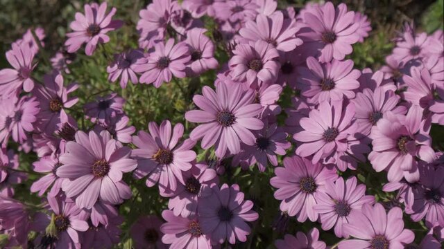 Dimorphoteca Ecklonis flowers or Dimorphotheca Osteospermum. Purple African Daisy Marguerite blooming blossom petals in spring