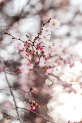 Cherry blossoms in spring