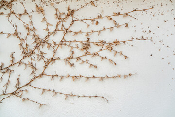 The remains of the ivy clinging to the wall. © Surapong