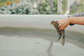 a man holds a toad in his hands. Studying the structure of a frog