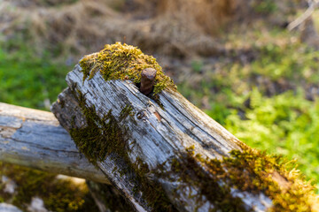 moss on old fence with nail