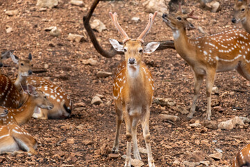 Naklejka na ściany i meble Wild deer male in the forest on the zoo, Asia.