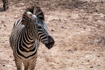 Fototapeta na wymiar Adorable Zebra Portrait.