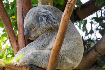 close up sloth has a rest on the branch