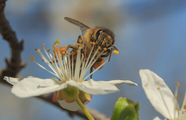 bee on a blooming flower on a branch against the sky