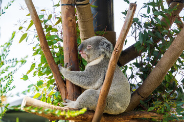 close up sloth has a rest on the branch