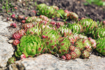 Succulent plants growing in rocks in early spring on a sunny day. Close-up. Saxifrage - rose-shaped...