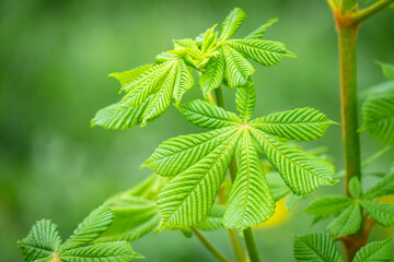 Green Chestnut Leaves in beautiful light. Spring season, spring colors.